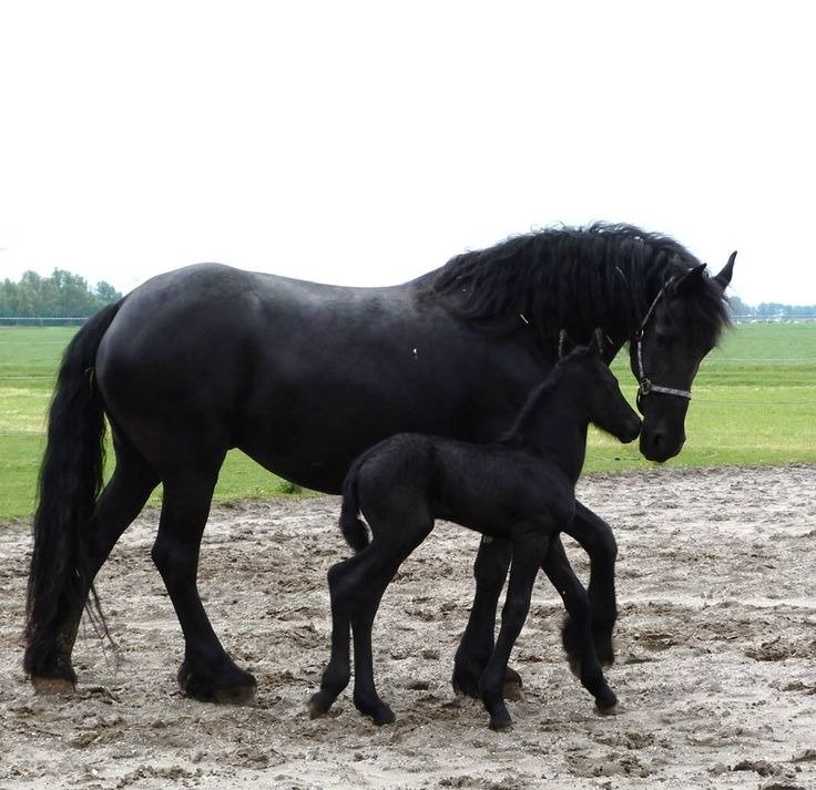 Cuidados de caballos